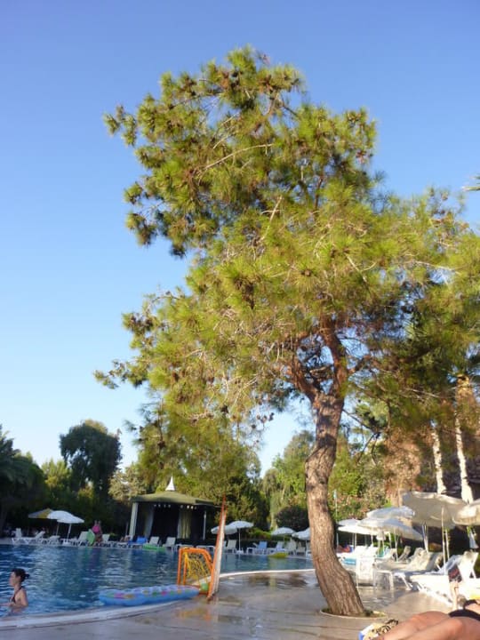 Am Pool Asteria Collection Side