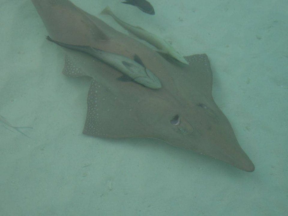 Gitarrenrochen NH Collection Maldives Reethi Resort