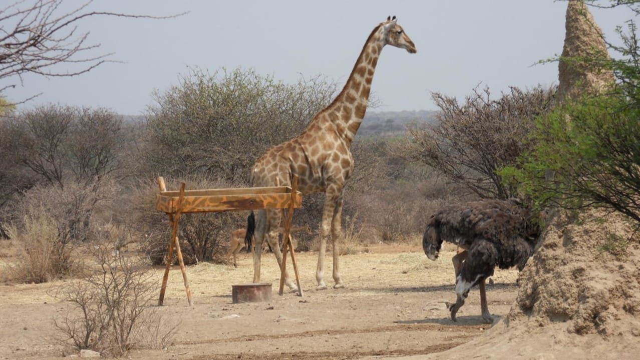 Ausblick auf das Wildgehege Ardilla Mini Lodge