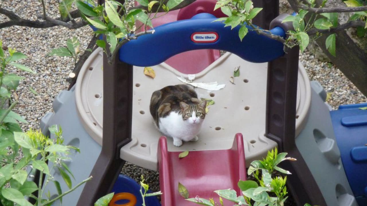 Hauskatze auf dem Kinderspielplatz Hotel Gabriella