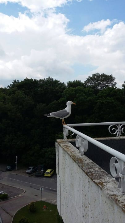 Möwen und Schwalben überall Hotel Borjana