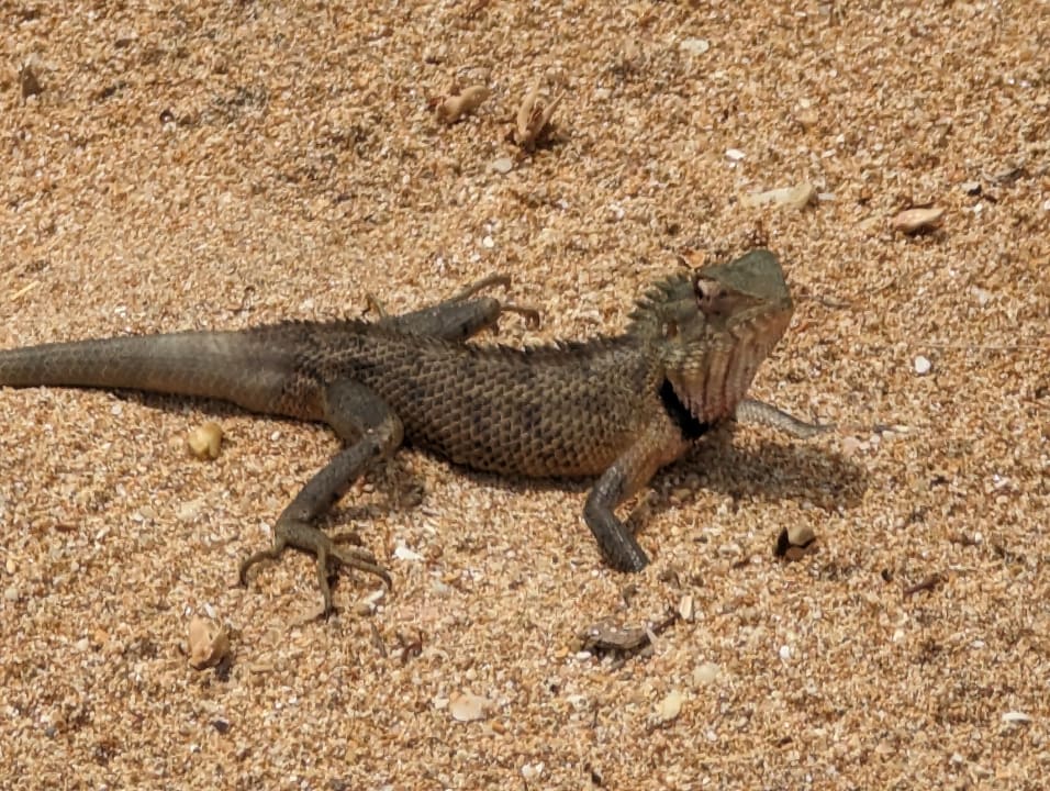Pool Pandanus Beach Resort & Spa