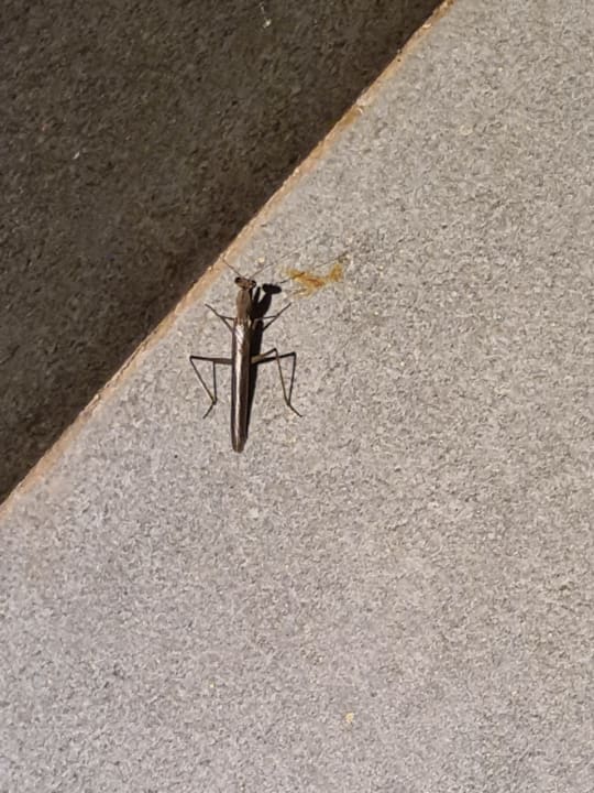 Sonstiges Atlantica Mikri Poli Rhodes