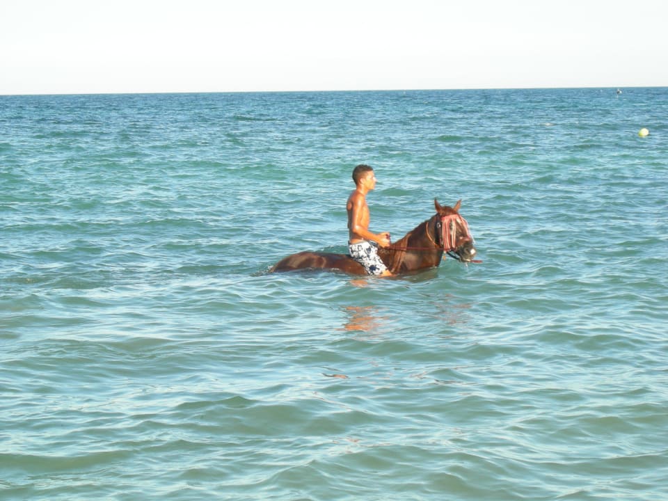 Erfrischung für Pferd und Reiter Zita Beach Resort