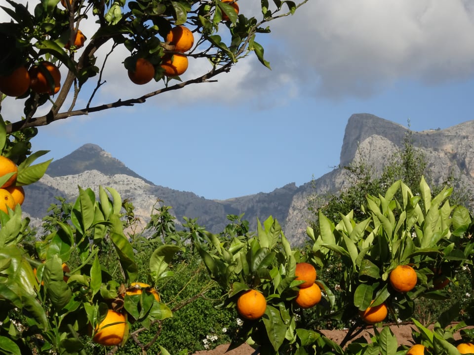 Ausblick Finca Ca N'Aí