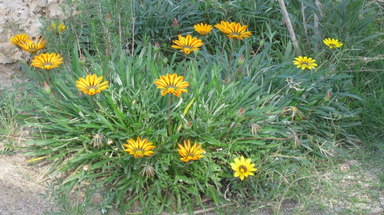Blüten im Herbst Selectum Family Comfort Side