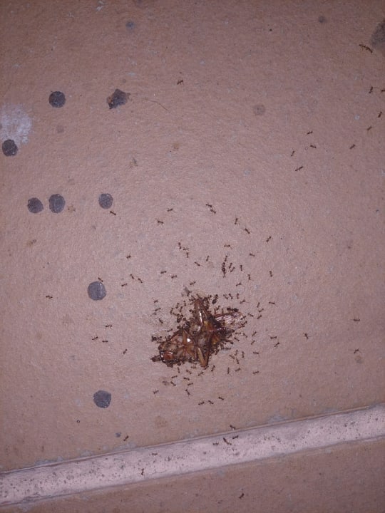 Sonstiges HL Sahara Playa