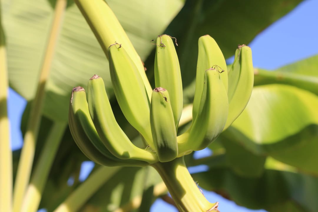 Kwitnace banany Apollon Hotel