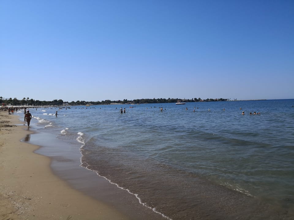 Strand Acanthus Cennet Barut Collection