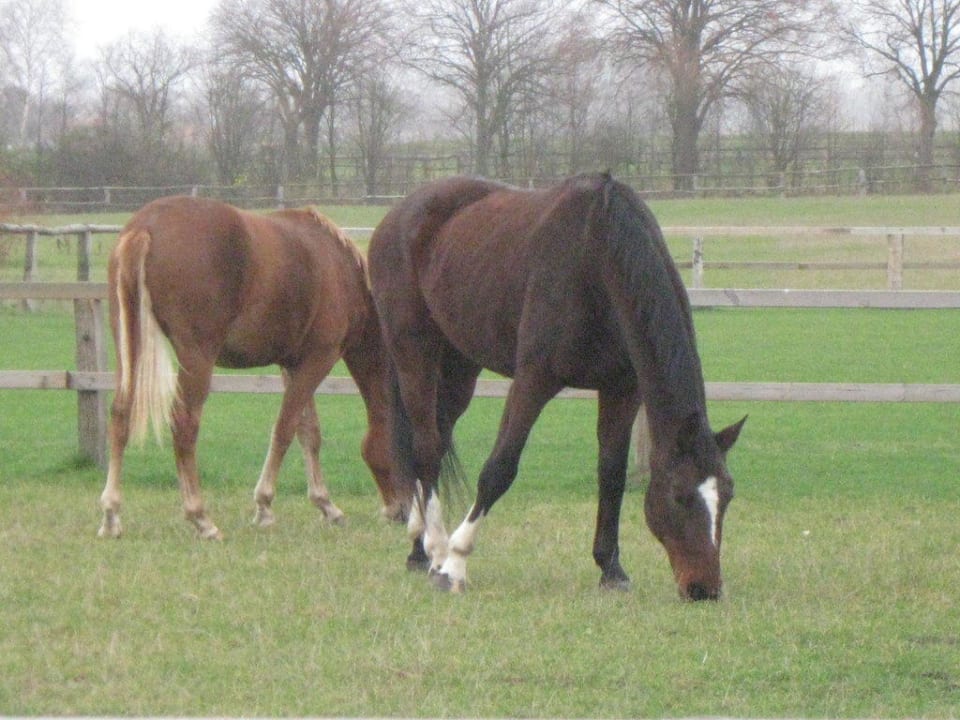 Pferdekoppeln rund ums Hotel Strandhafer Aparthotel