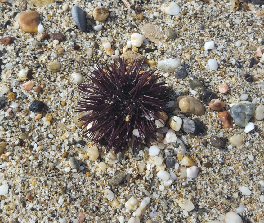 Strand Bella Beach Hotel