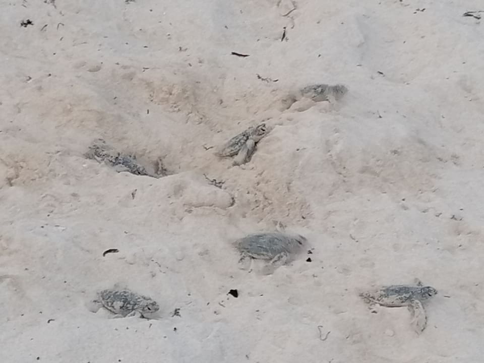 Strand Akumal Bay Beach & Wellness Resort