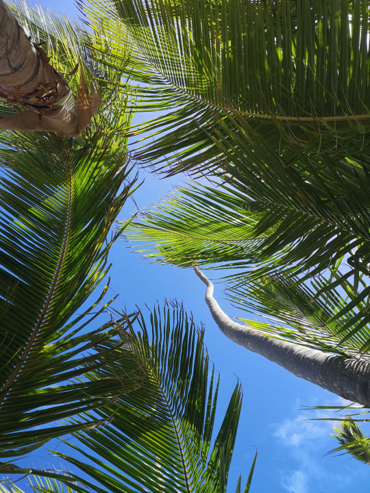 Sonstiges Grand Palladium Select Bávaro Resort & Spa