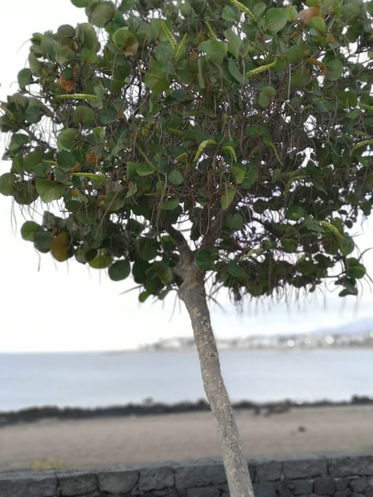 Strand Hipotels La Geria