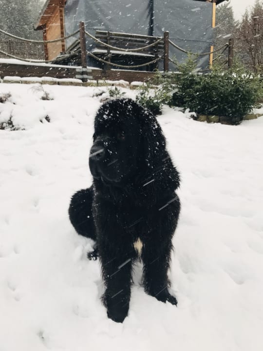 Gartenanlage Hunderesort Waldeck