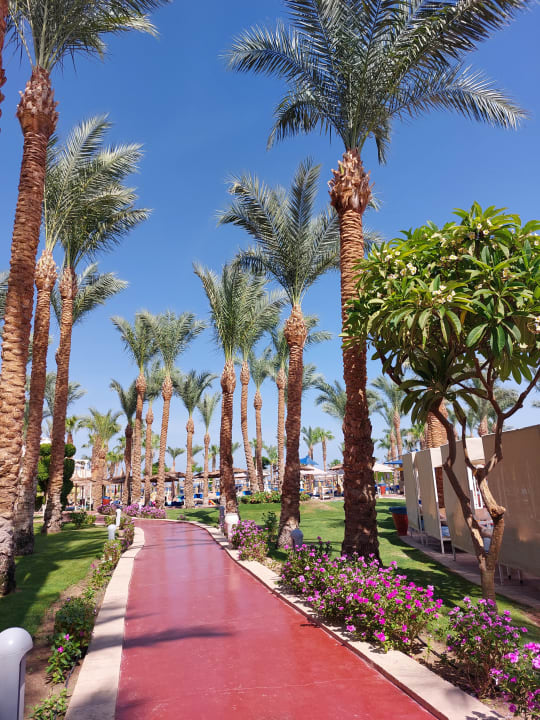 Gartenanlage Pickalbatros Palace Resort