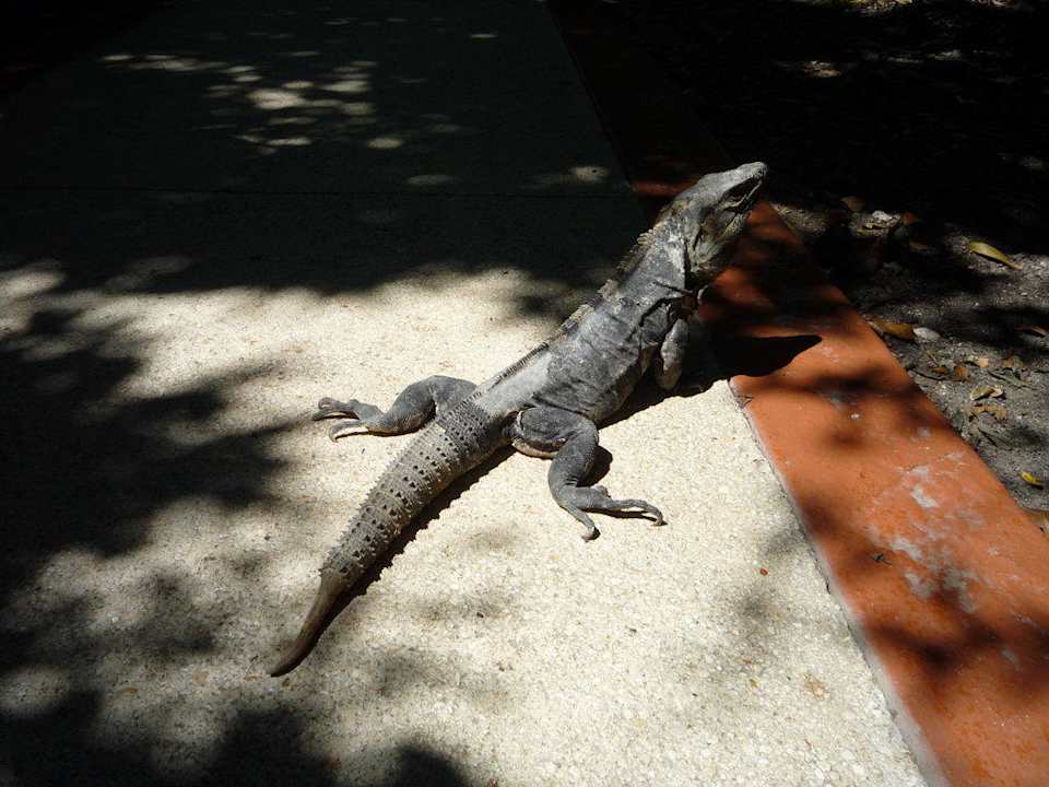 Leguan Grand Palladium Select White Sand Resort & Spa