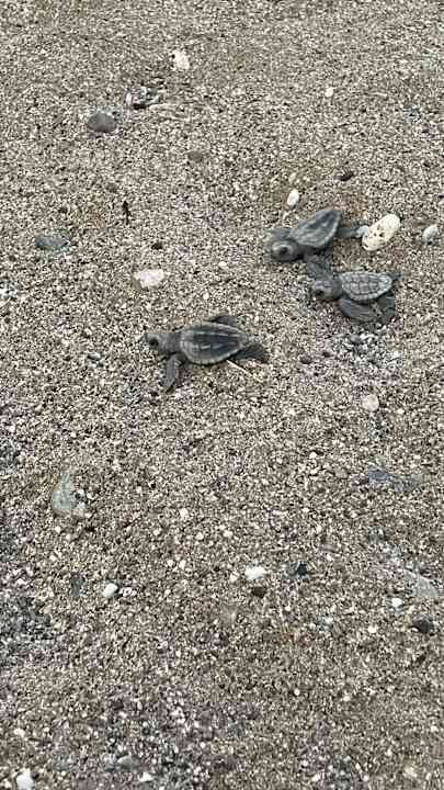 Strand Hotel Kathrin Beach