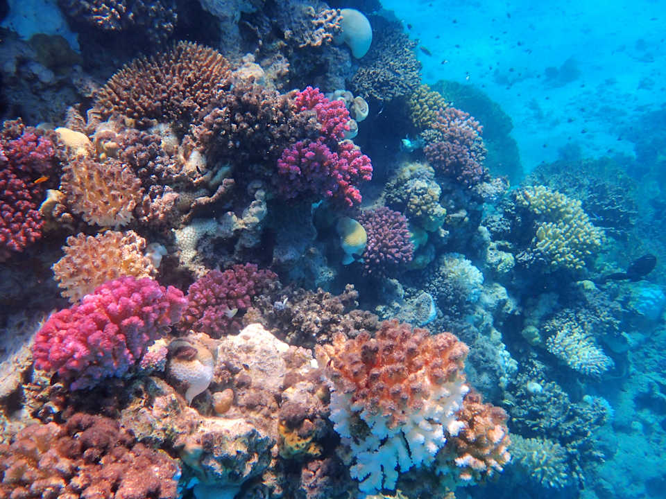 Sonstiges Shams Alam Beach Resort