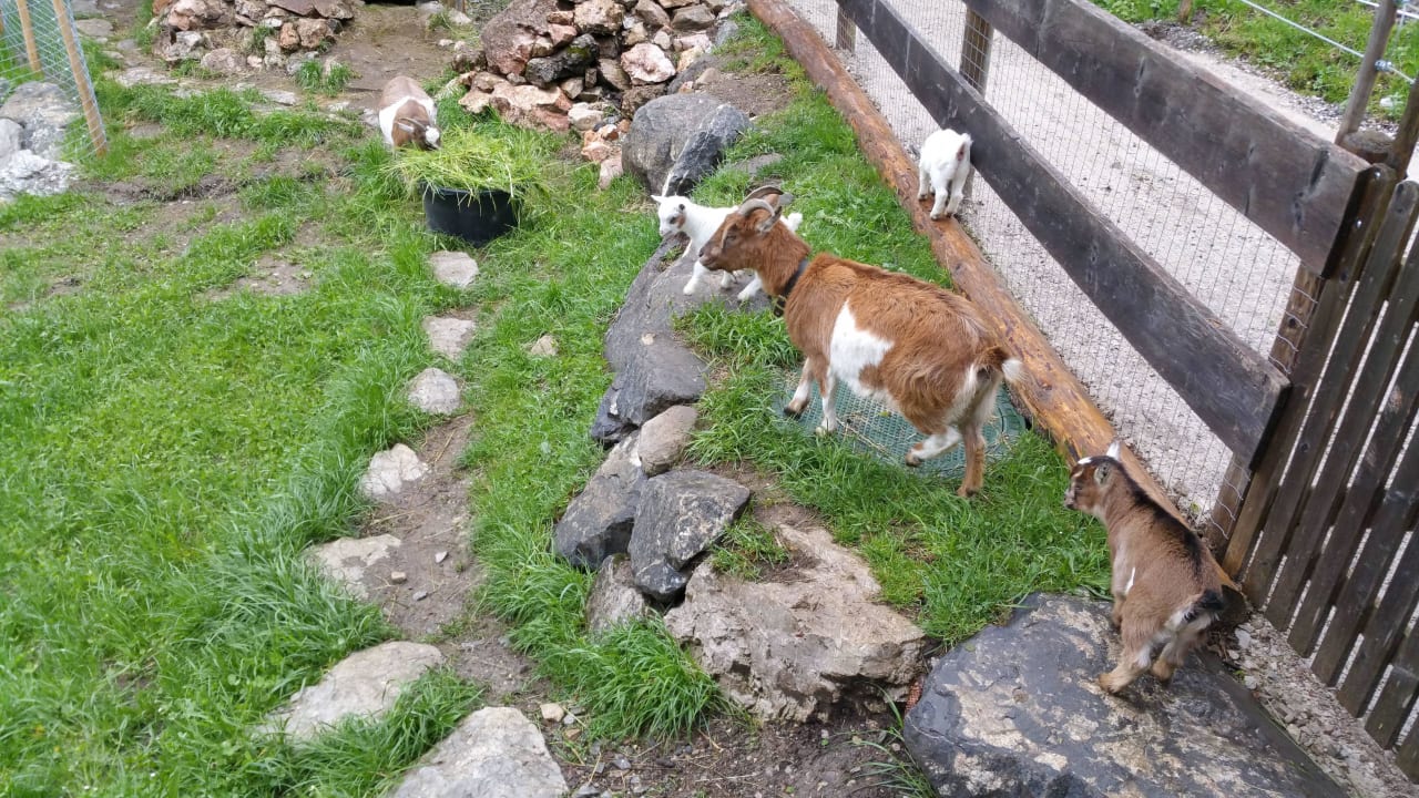 Ziegen Oberjoch - Familux Resort