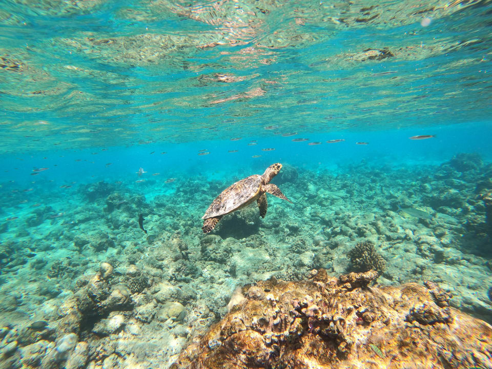 Sport & Freizeit Filitheyo Island Resort