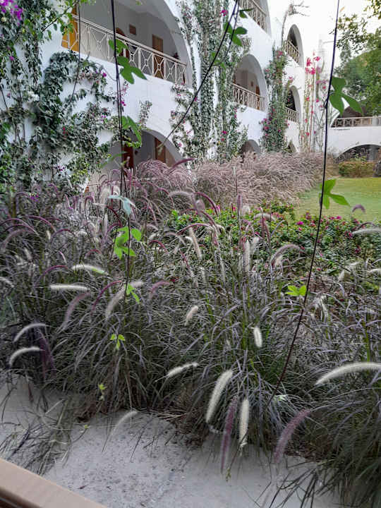 Gartenanlage Desert Rose