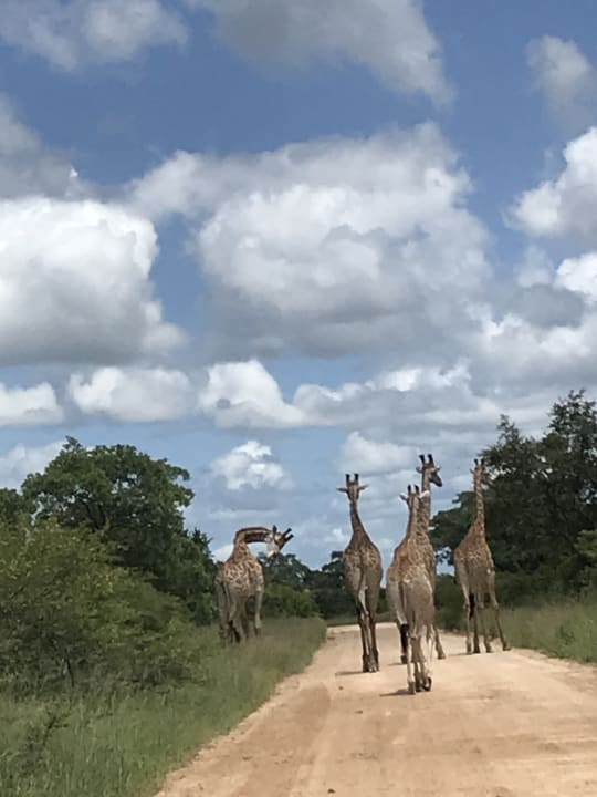 Gartenanlage Biyamiti Bushveld Camp