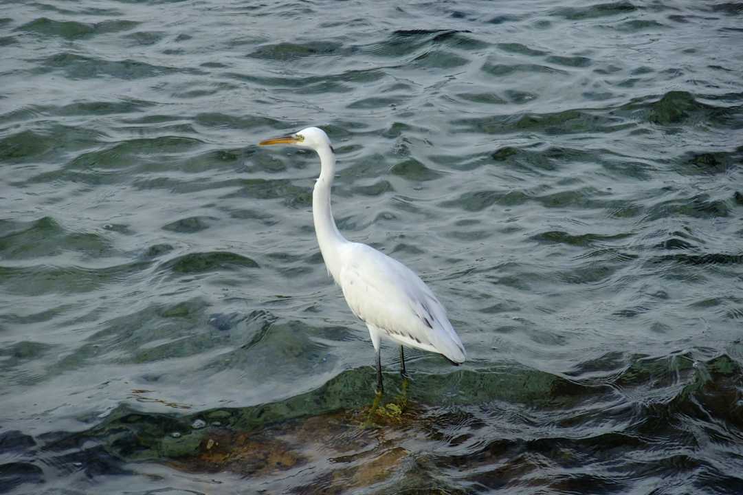 Futtersuche Pickalbatros Citadel Resort