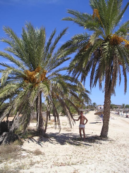 Plażą Hotel Homère Djerba