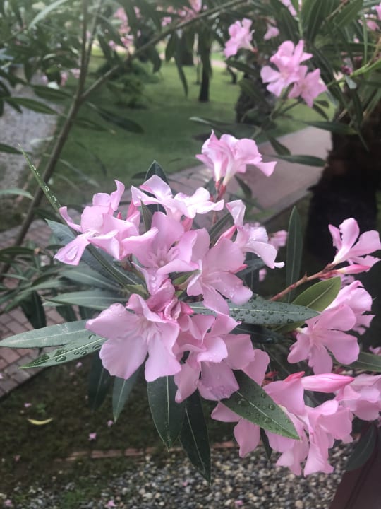 Gartenanlage Ali Bey Club & Park Manavgat