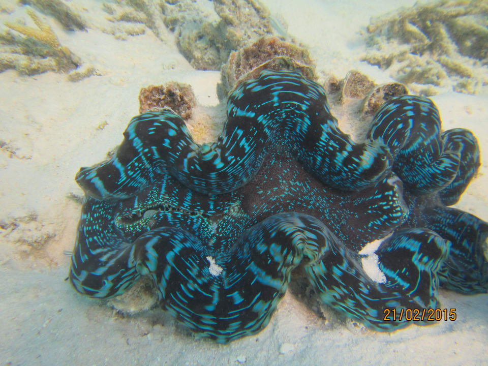 Unterwasserwelt Angaga Island Resort