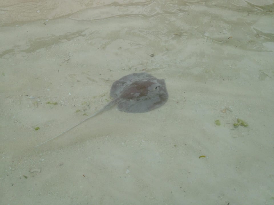 Rochen am Nordstrand Kuredu Island Resort & Spa