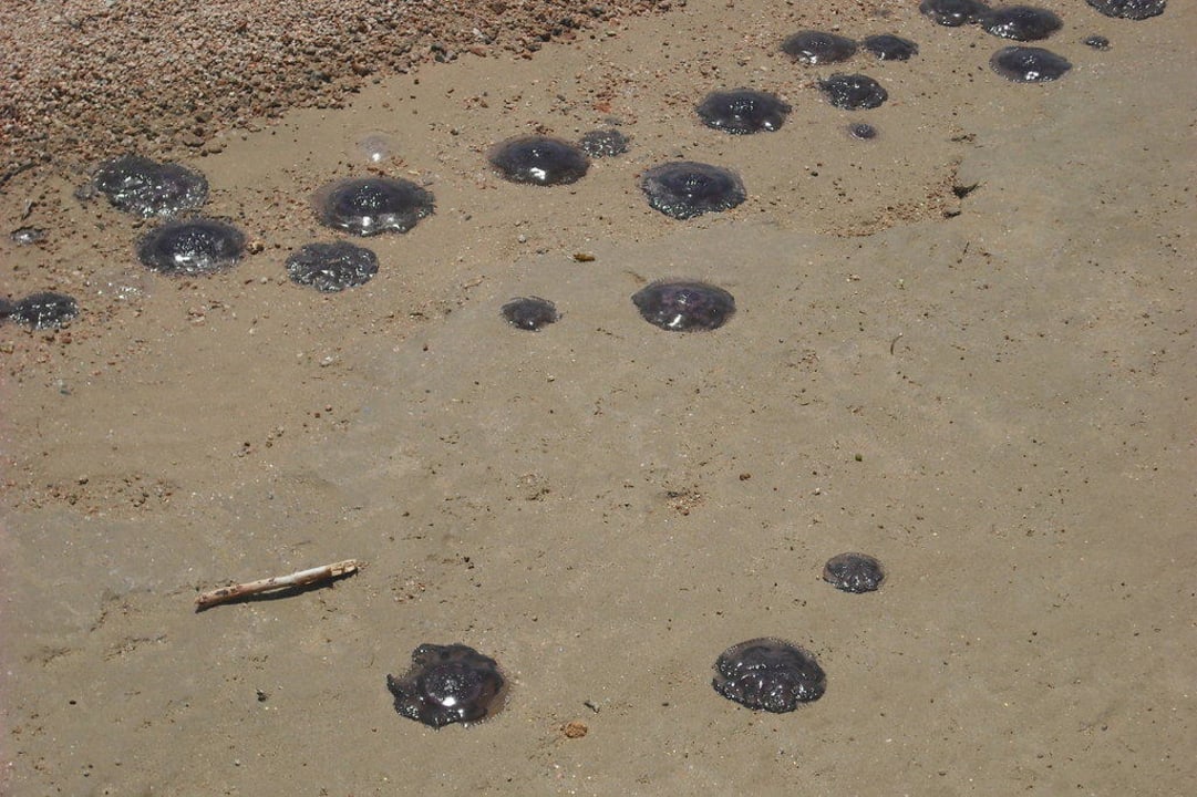 Quallen am Strand Stella Beach Resort & Spa Makadi Bay