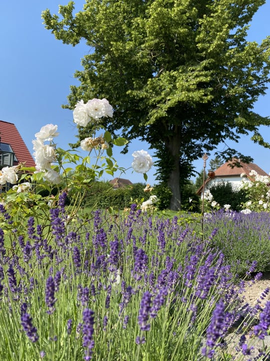Außenansicht Hotel Fleesensee Resort & Spa