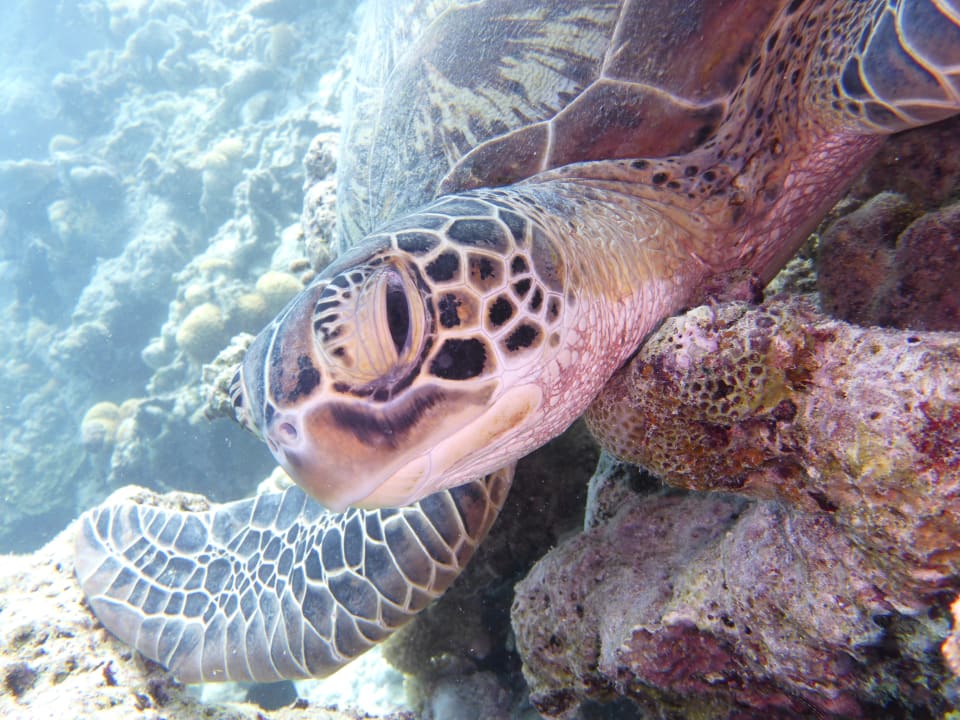 Sport & Freizeit Sun Siyam Olhuveli