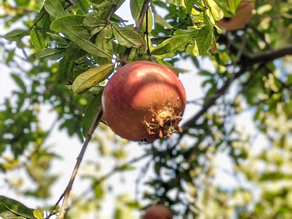 Gartenanlage Apollonia Beach Resort & Spa