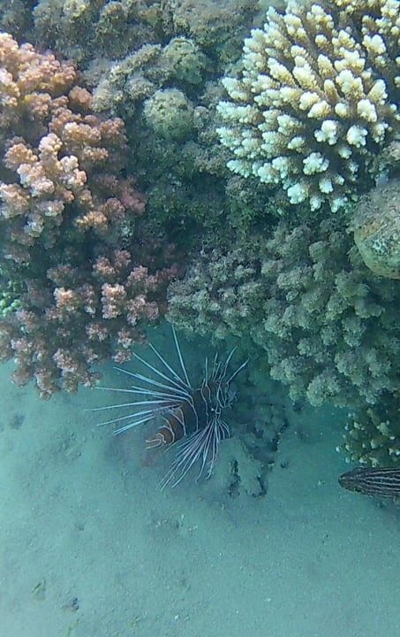 Strand Pickalbatros Citadel Resort