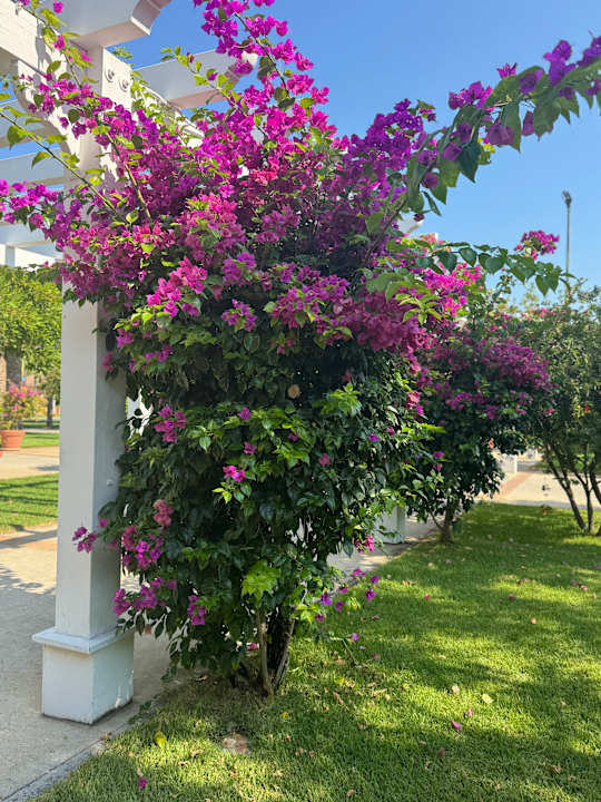 Gartenanlage TUI MAGIC LIFE Calabria