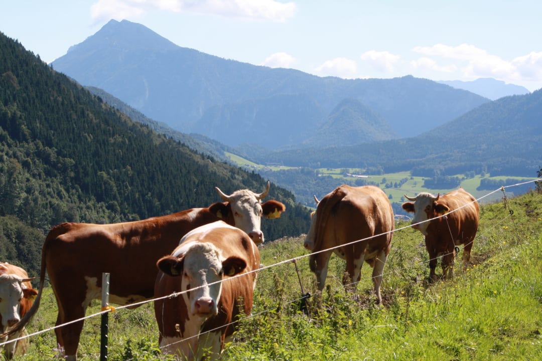 Sonstiges Ferienwohnung Obersteinberg-Hof