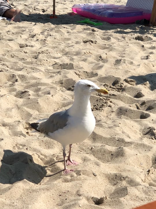 Strand The Cozy Hotel Timmendorfer Strand