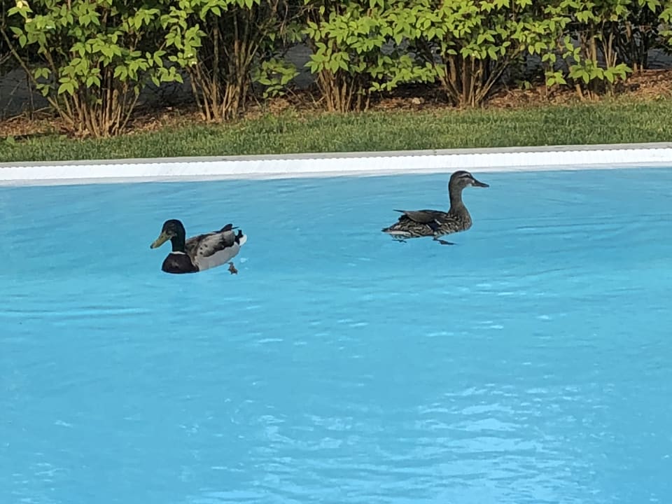 Gartenanlage Parc Hotel Germano Suites