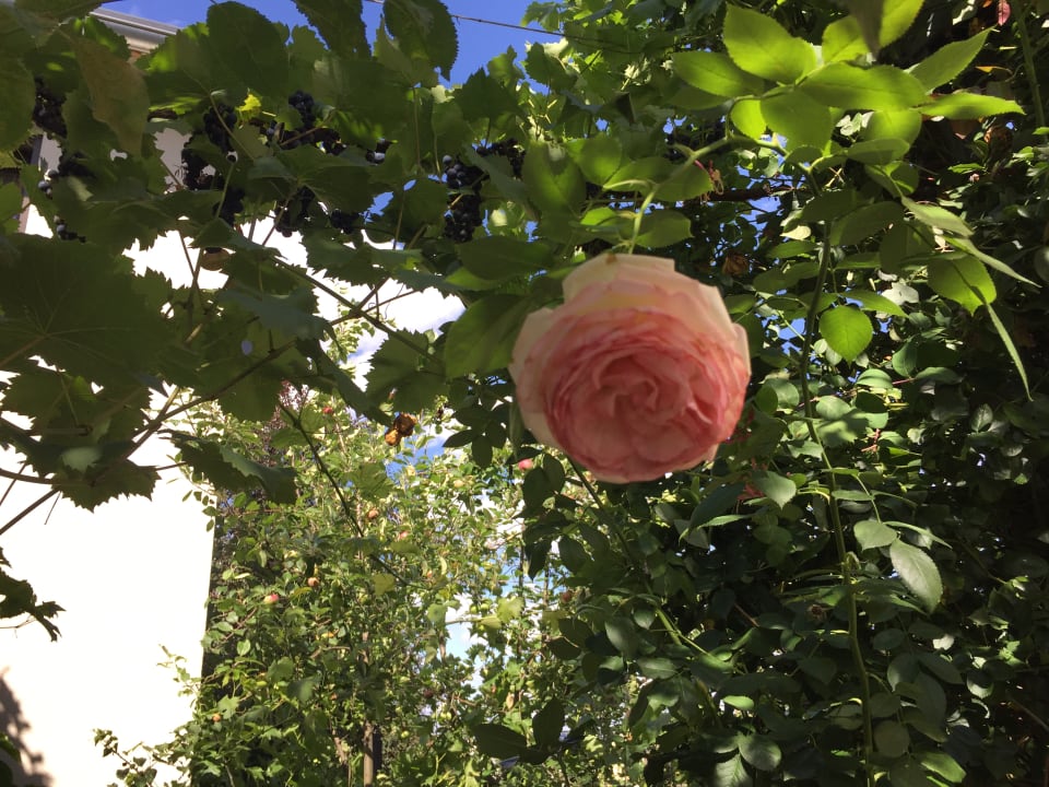 Gartenanlage Jugendstil-Hof Guesthouse