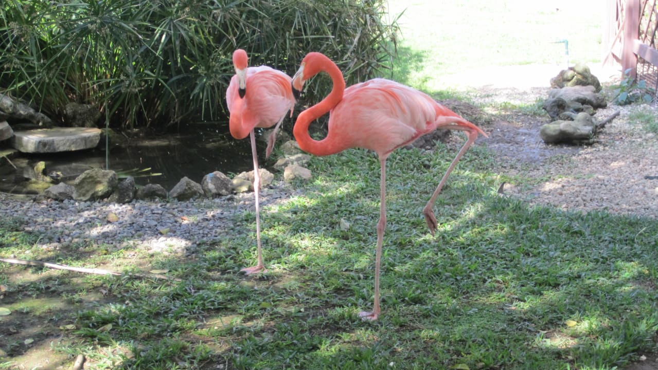 Flamingos im Hotel Dreams La Romana Resort & Spa
