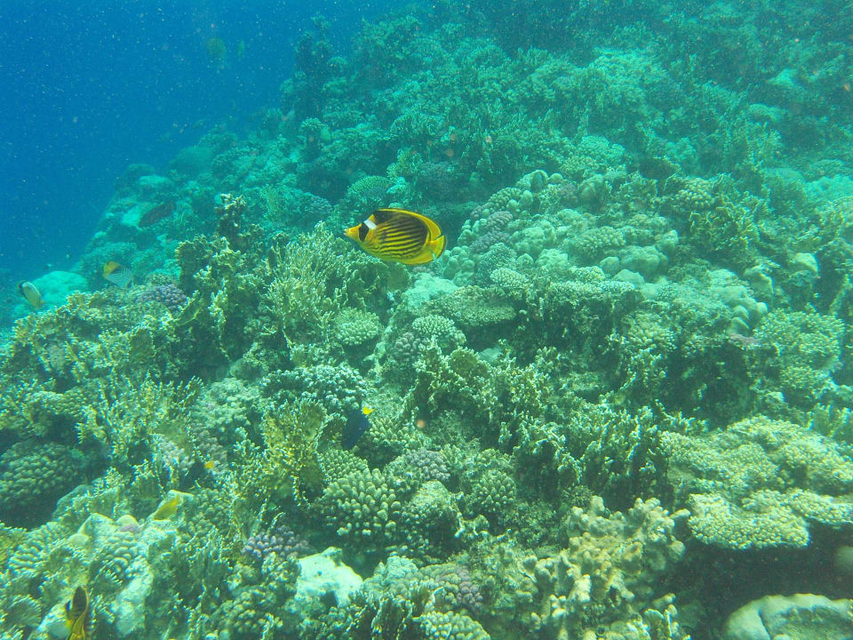 Unterwasserwelt ganz nah Three Corners Sea Beach Resort