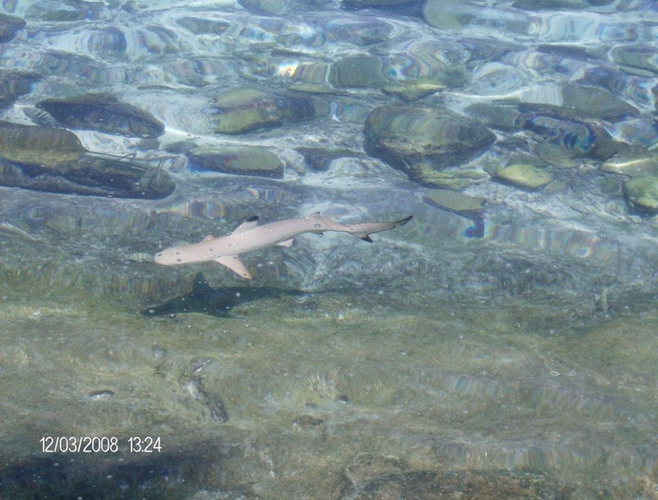 Der Babyhai Summer Island Maldives