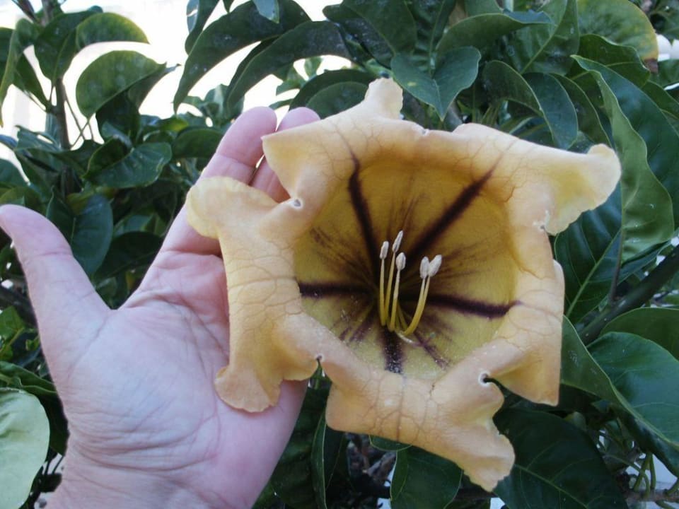 Riesenblüte Melia La Palma Hotel