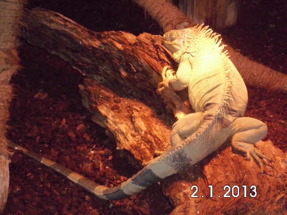 Dschungel Park Ferienwohnungen Ferienpark Weissenhäuser Strand