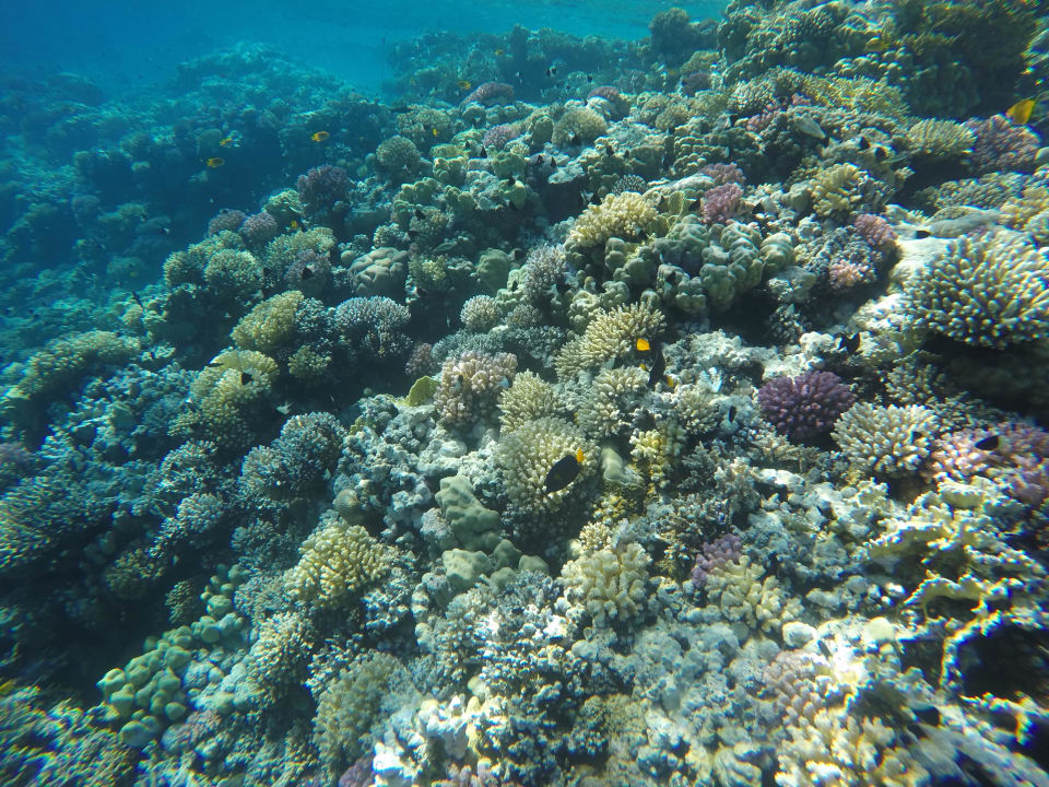Strand Makadi Palace