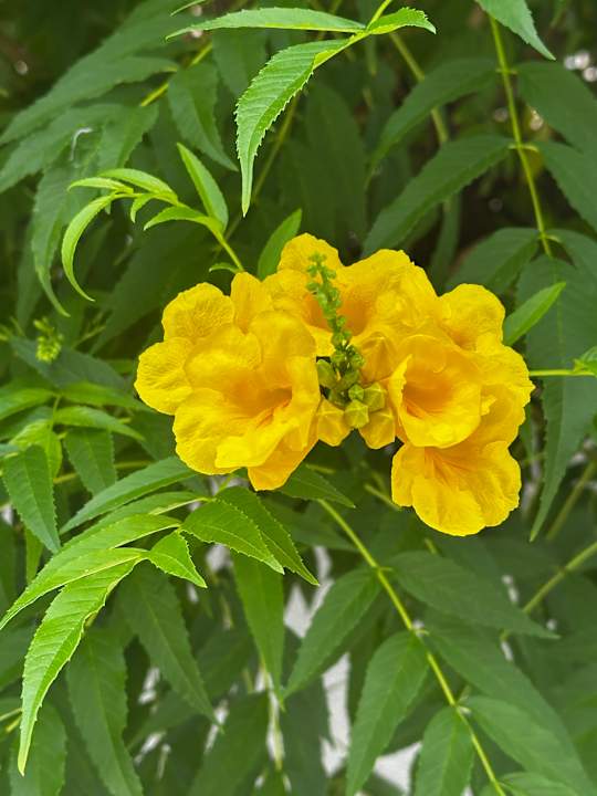 Gartenanlage Sentido Bellevue Park