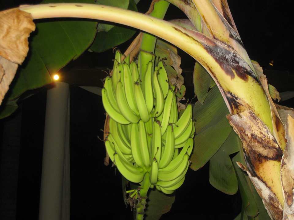 Bananen Secrets Royal Beach Punta Cana - Adults only